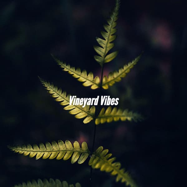 Vineyard Vibes - Smooth Jazz Radio