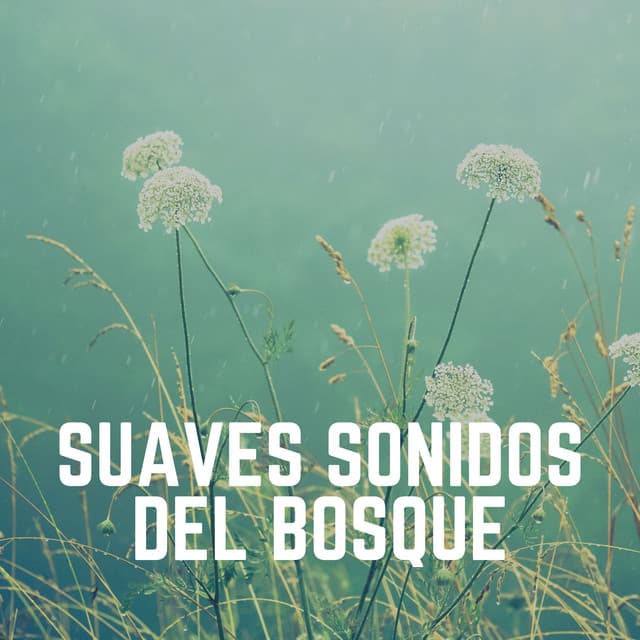 Suaves Sonidos del Bosque - Sonidos de la Naturaleza para Dormir
