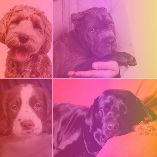 Music for Doggy Rest - No Drums Jazz - Relaxing Dog Music