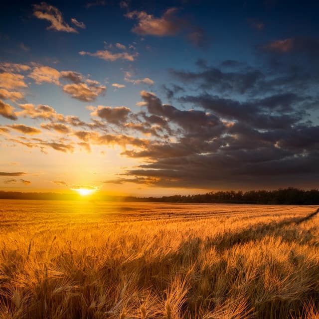 Melodías Lofi Para La Relajación Y La Paz - Tranquilo Sereno