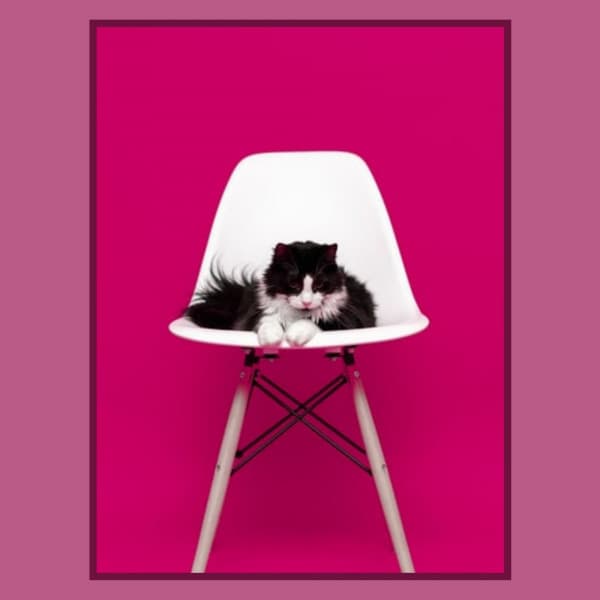 Music for The Comfortable Cats - Soprano Sax Solo - Music for Resting Cats