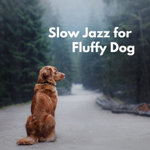Slow Jazz for Fluffy Dog - Smooth Jazz New York