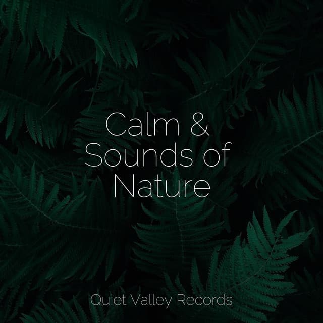 Calm & Sounds of Nature - White Noise Relaxation