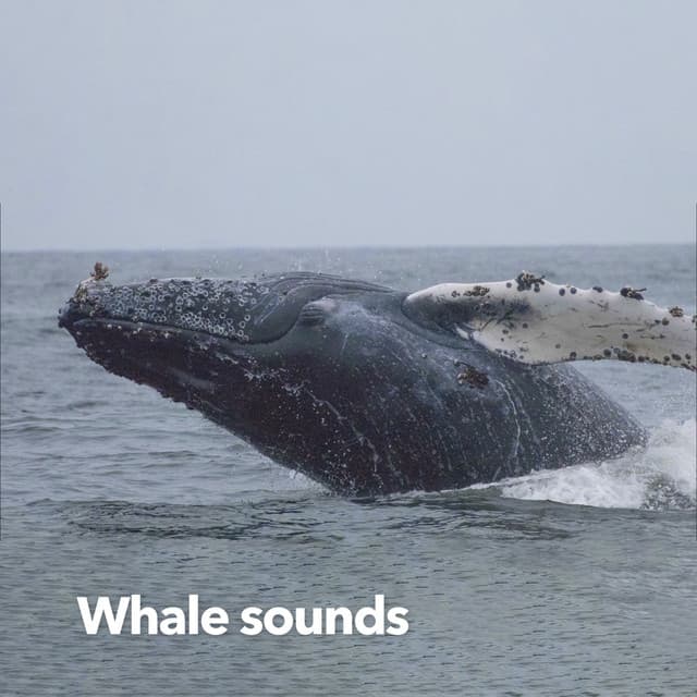 Whale Sounds - Nature Sounds