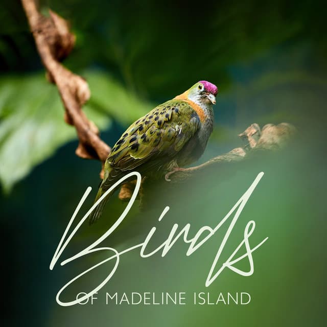 Birds of Madeline Island - Calm Singing Birds Zone