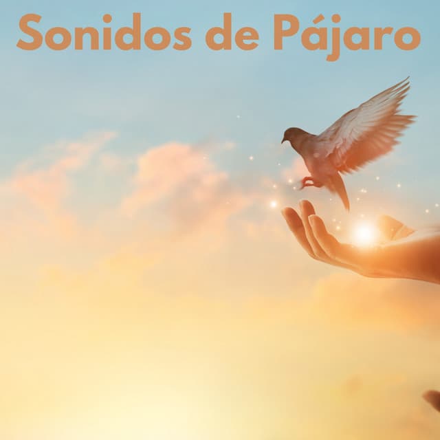 Sonidos de Pájaro - Sonidos De La Selva