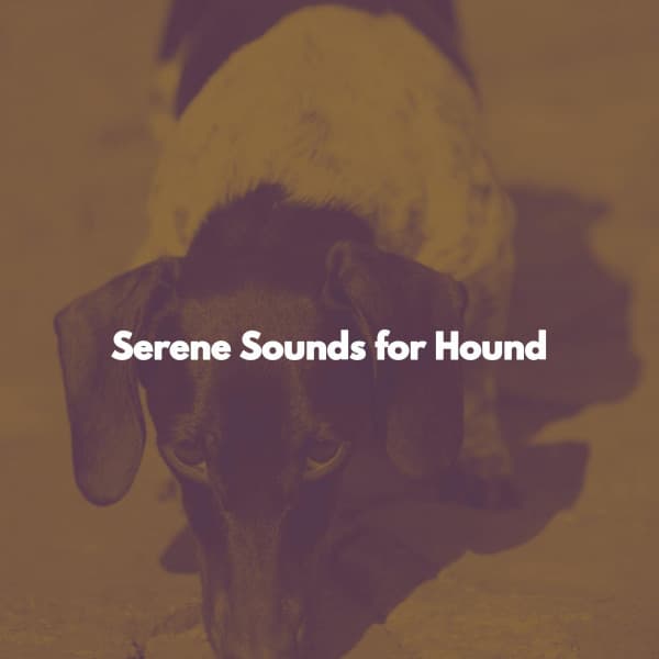 Serene Sounds for Hound - Singapore Restaurant Jazz