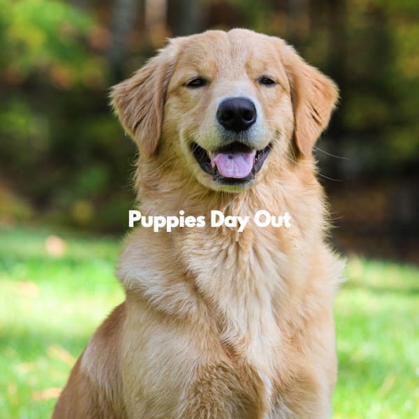 Puppies Day Out - Lunch Time Jazz