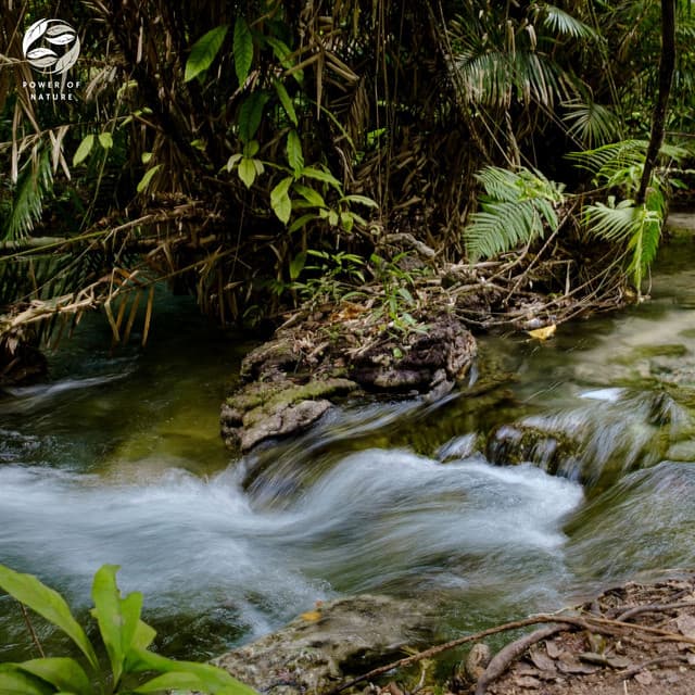 Jungle Noise Sound Symphony - Mother Nature Ambience