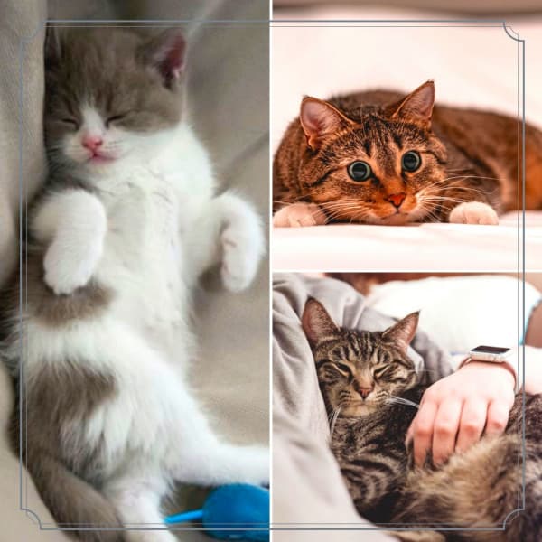 Backdrop for Sitting Back Cats - Cat Relax