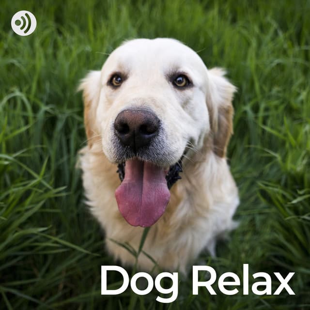 Dog Relax - Music for Calming Dogs