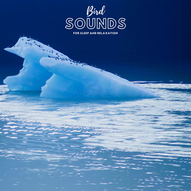 Bird Sounds for Sleep and Relaxation - Natural Sample Makers