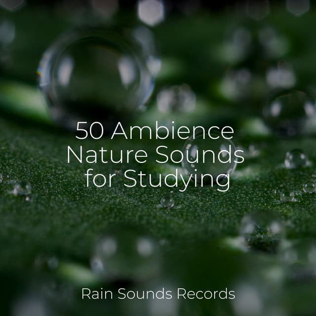 50 Ambience Nature Sounds for Studying - Calming Waves