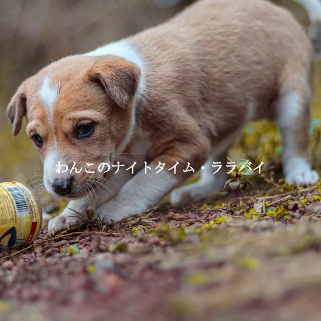 わんこのナイトタイム・ララバイ - Breakfast Lounge Music