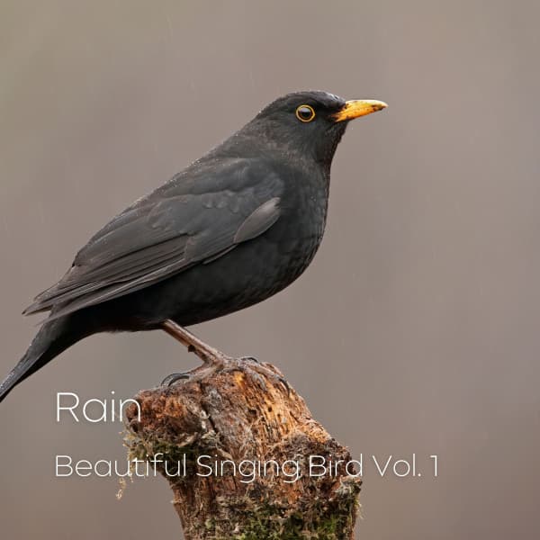 Rain: Beautiful Singing Bird Vol. 1 - Natural Woodland Sounds