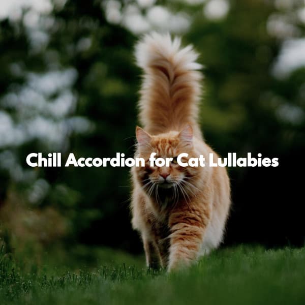 Chill Accordion for Cat Lullabies - Jazz for Working Background Music