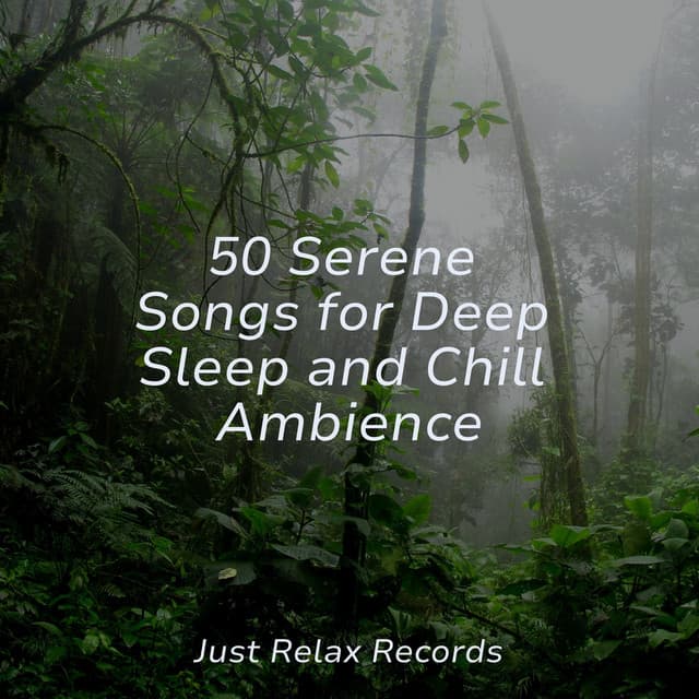 50 Serene Songs for Deep Sleep and Chill Ambience - Relaxing Mindfulness Meditation Relaxation Maestro