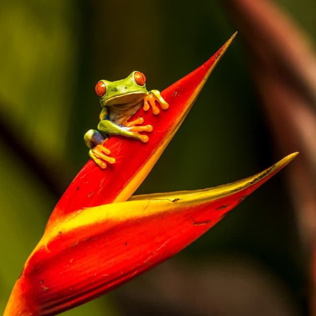 Mystical Monsoons: Heavy Rain and Frog Sounds for Meditation - Water Way