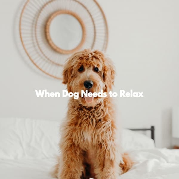When Dog Needs to Relax - Soft Jazz & Coffee