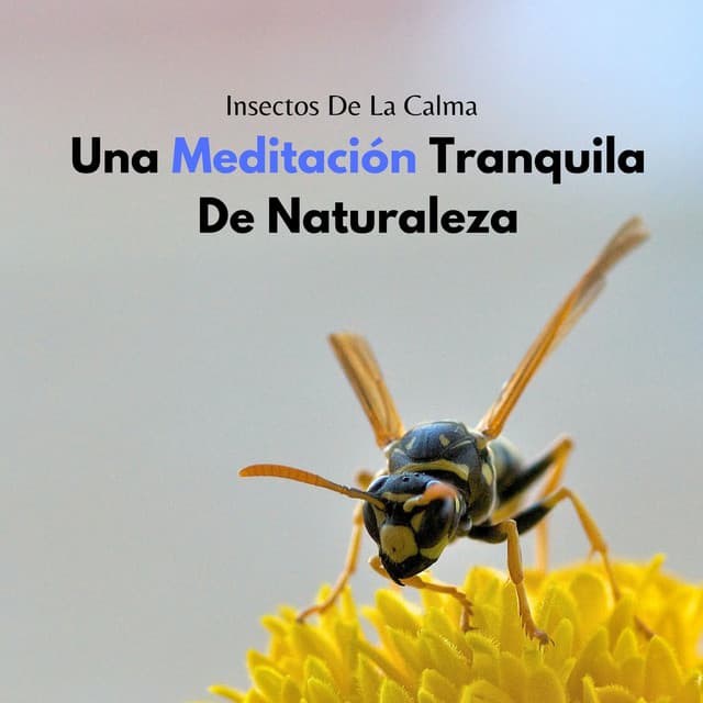 Insectos De La Calma: Una Meditación Tranquila De Naturaleza - Grillos Cantantes