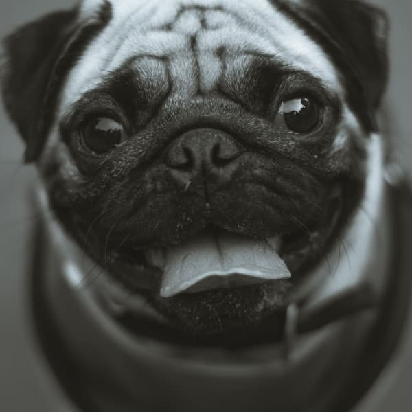 Relaxing Ambiance for Midsummer Pups - Relaxing Dog Music Playlists