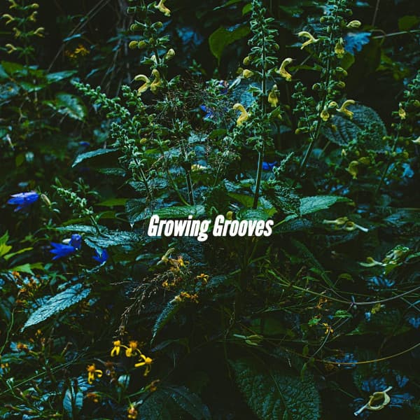 Growing Grooves - Calm Instrumental Coffee House