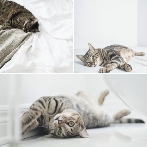 Tasteful Music for The Comfortable Cats - Soprano Sax Solo - Calming Cat Music