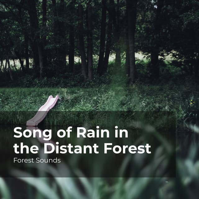 Song of Rain in the Distant Forest - Forest Sounds