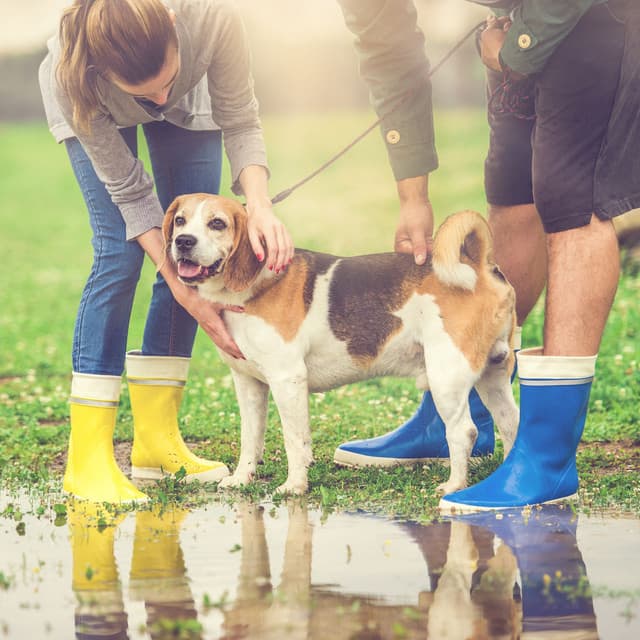 Rainy Bonding Time: Calming Soundscape for Pet Connection ASMR - Rain Rec.