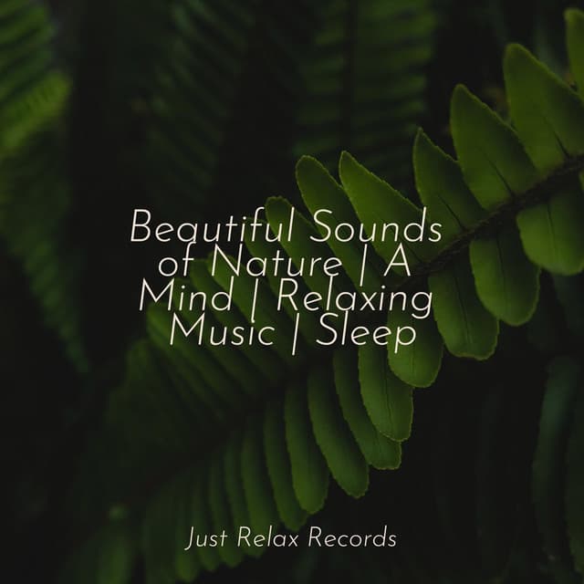 Beautiful Sounds of Nature | A Mind | Relaxing Music | Sleep - Relaxed Minds