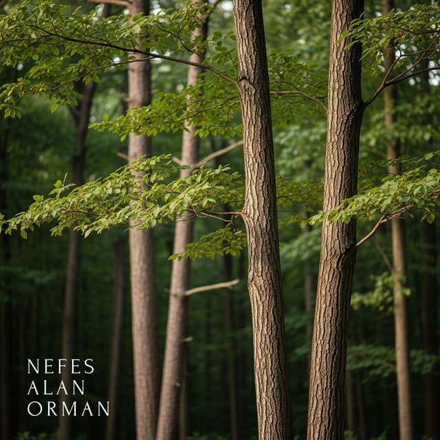 Nefes Alan Orman - Rahatla Zamanı Vaha