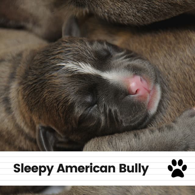 Sleepy American Bully - Dog Music