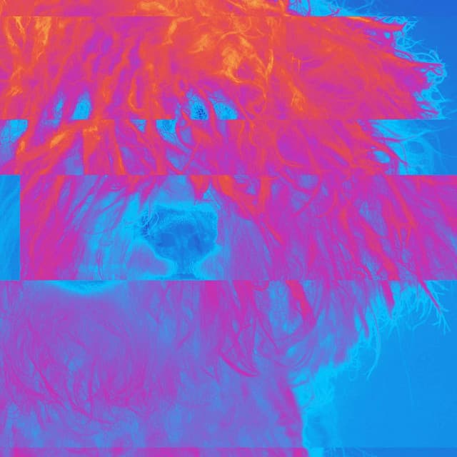 Guitar Jazz - Background for Doggy Afternoon Rest - Doggy Relaxing Sounds