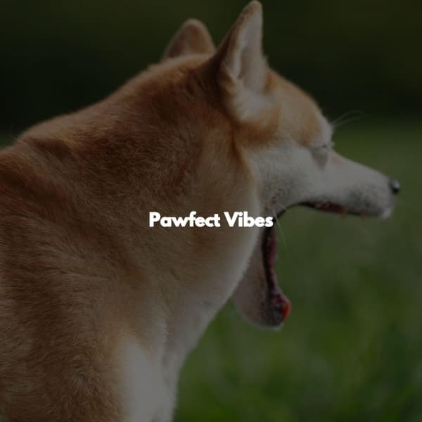 Pawfect Vibes - Easy Jazz Listening