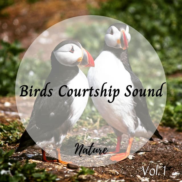 Nature: Birds Courtship Sound Vol. 1 - Forest Noir