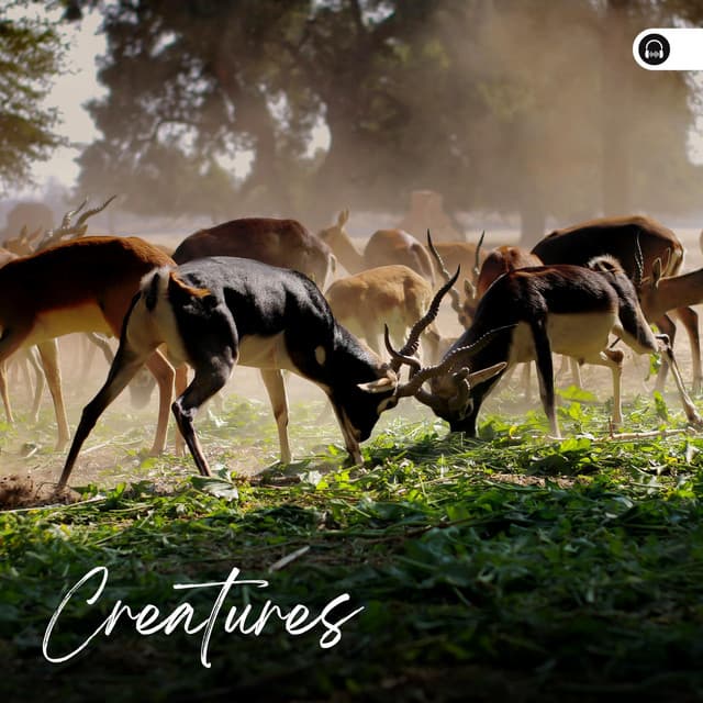 Creatures - Nature Ambience