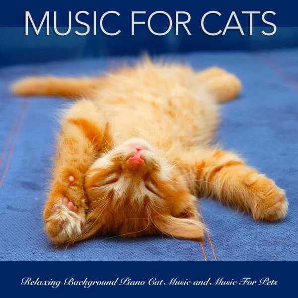 Music For Cats: Relaxing Background Piano Cat Music and Music For Pets - Music For Cats