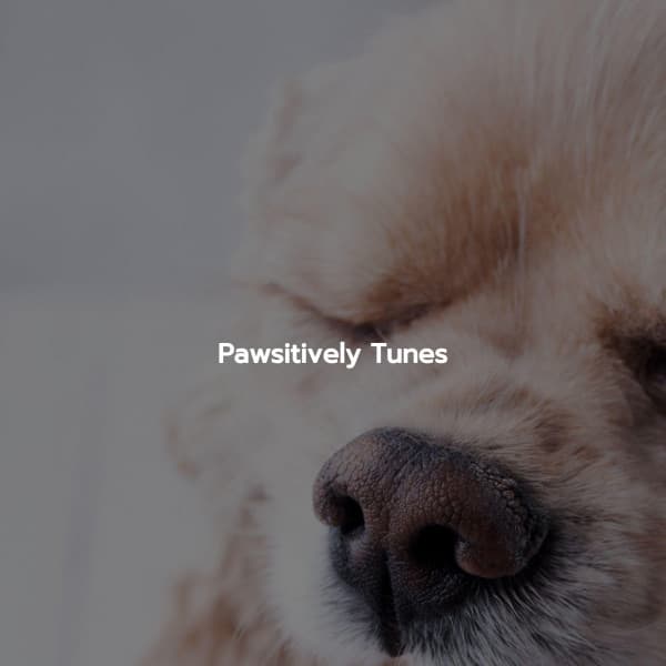 Pawsitively Tunes - Música Chill para Cafés