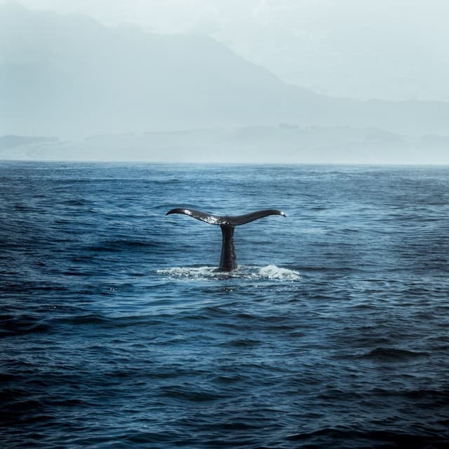 Mystic Melodies: Whale Harmony for Total Relaxation - Sleeping Ocean Waves