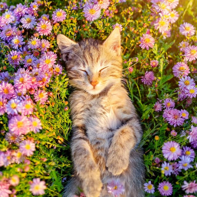 Melodías Para Gatos: Serenidad Felina - Música de fondo esencial para una cena