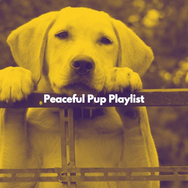 Peaceful Pup Playlist - Happy Work from Home