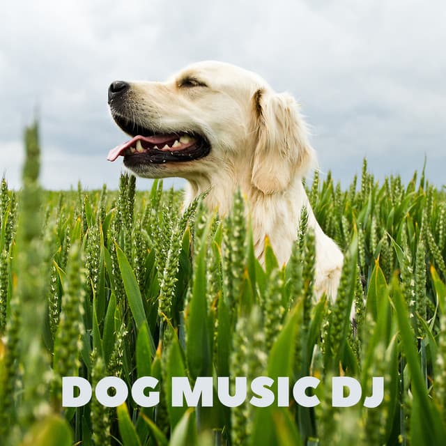 Dog Music Lullabies - Dog Music DJ