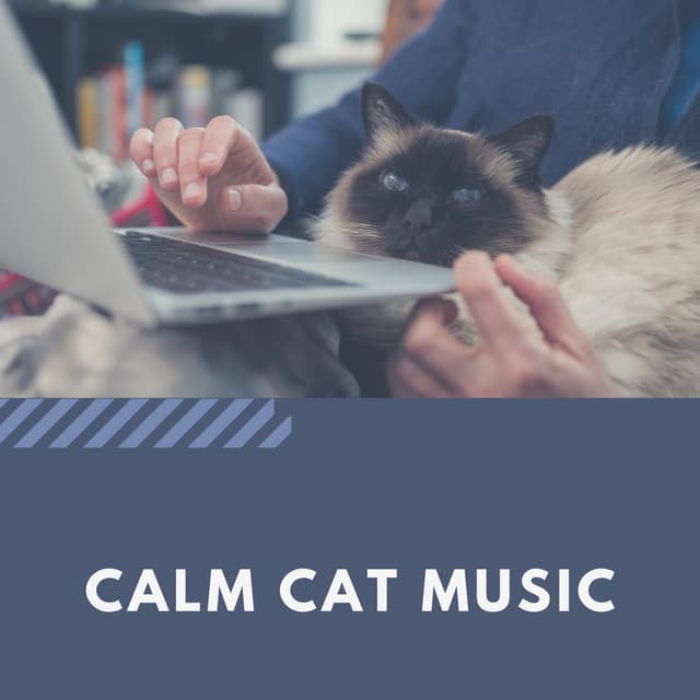 Calm Cat Music - Cat Music