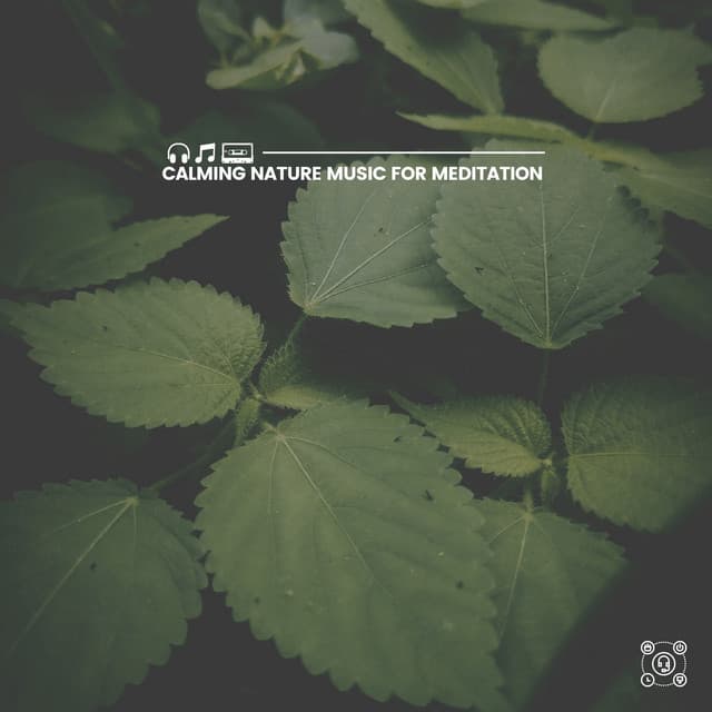 Calming Nature Music for Meditation - Organic Nature Sounds