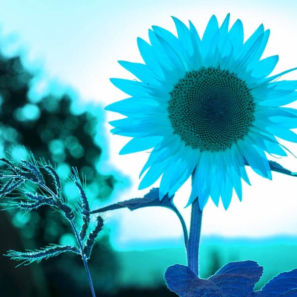 Sunny Background Music for Connected Images - Lofi for Coding