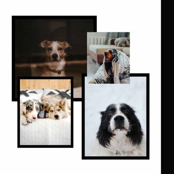 Hypnotic Bgm for Resting Doggy - Dogs at Home