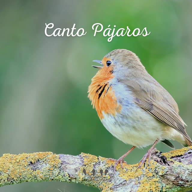 Canto Pájaros - Sonidos De Pajaros