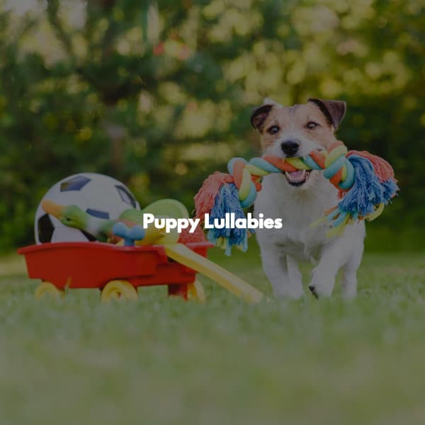 Puppy Lullabies - Elevator Music