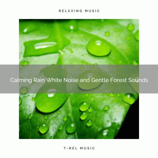 2021 New: Calming Rain White Noise and Gentle Forest Sounds - Sleep Miracle