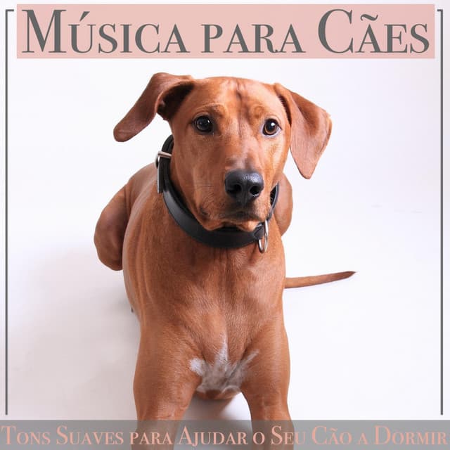 Música para Cães: Tons Suaves para Ajudar o Seu Cão a Dormir - Relaxmydog
